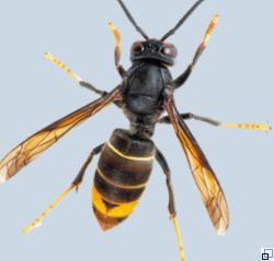 Bild der Asiatischen Hornisse